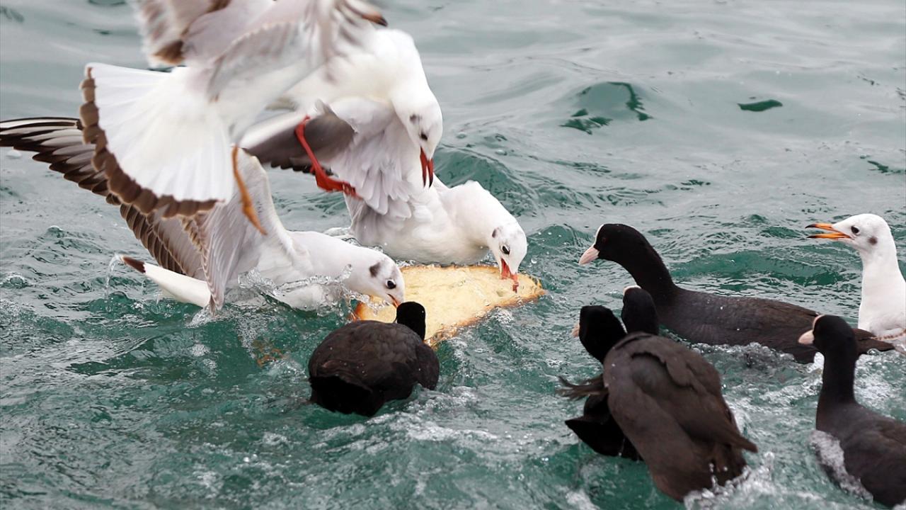 Kuşların yiyecek mücadelesi renkli görüntüler oluşturdu.