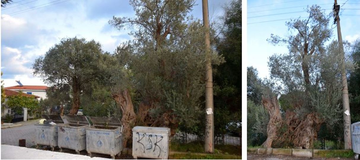 Fotoğraf: Fulya Omaç