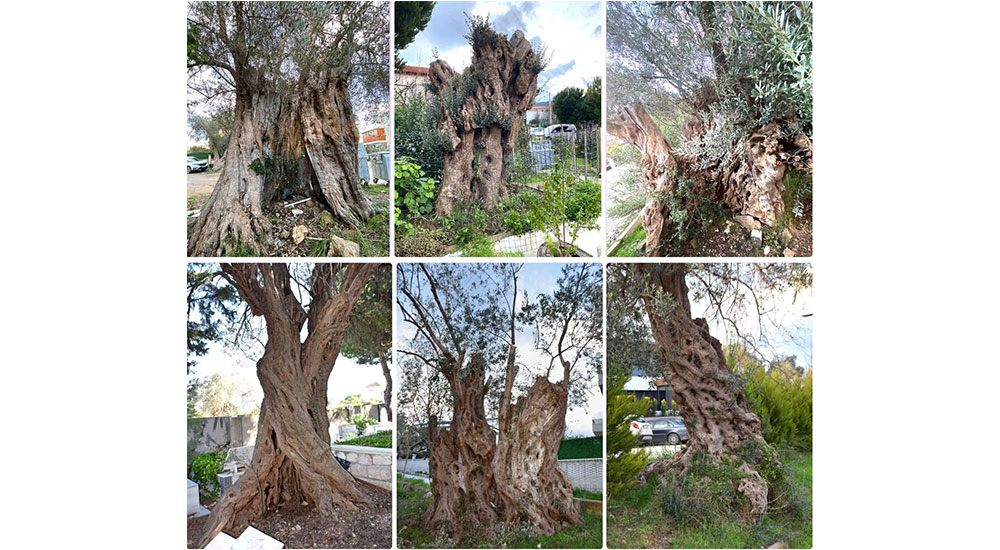 Tarihe meydan okuyan zeytin ağaçları ve heybetli gövdeleri...