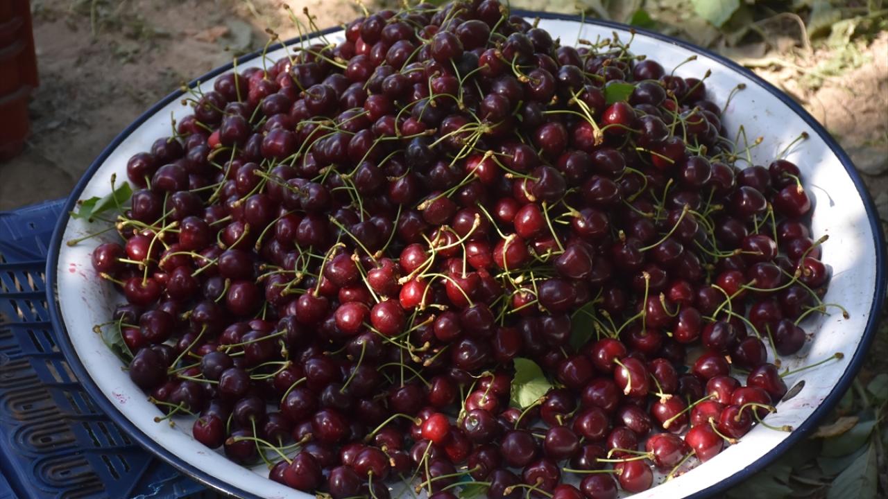 İlçede 22 bin hektarlık alanda yıllık yaklaşık 40 bin ton kiraz üretiliyor.