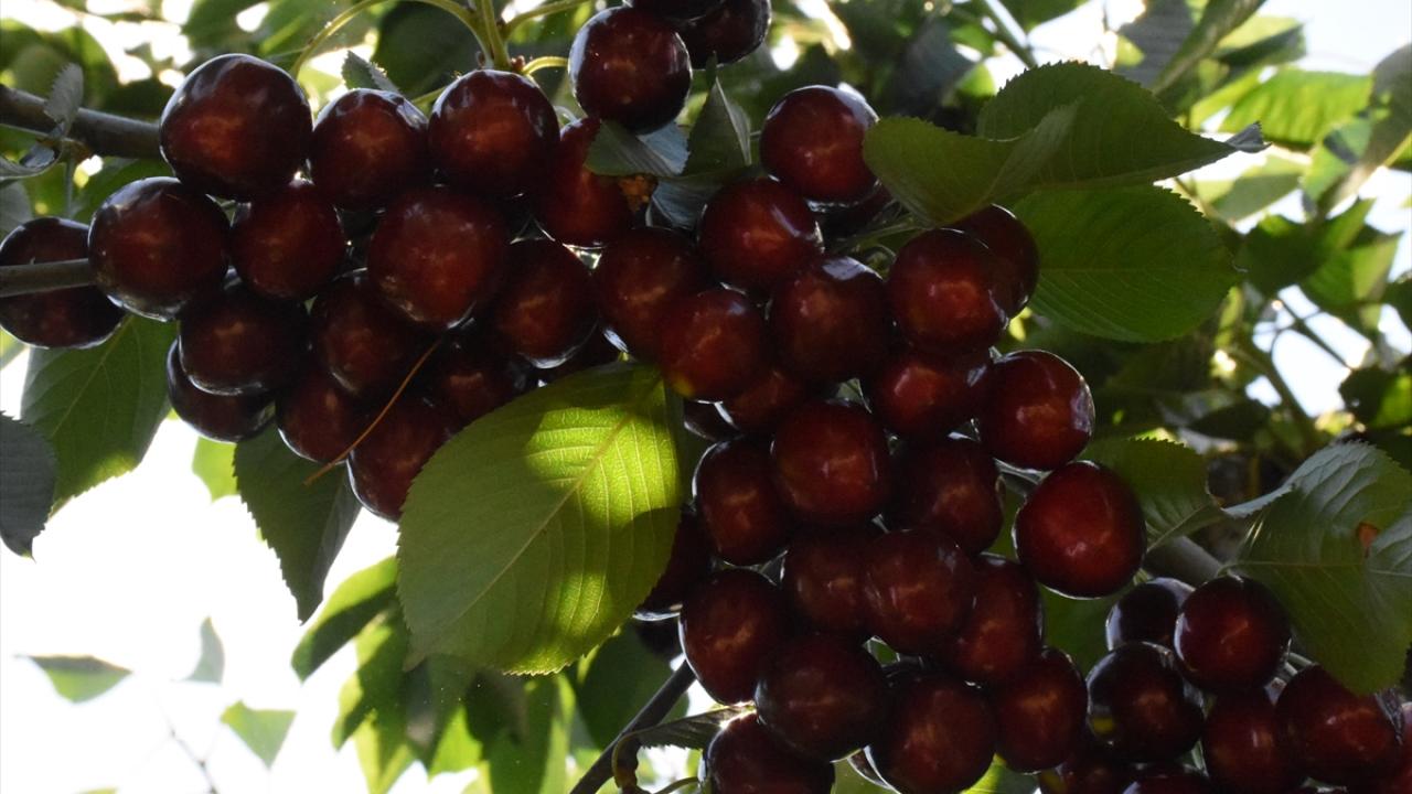 Sultandağı Belediye Başkanı Mehmet Aldırmaz, "Napolyon" cinsi kiraza 8 Ocak 2021`de coğrafi işaret belgesi aldıklarını söyledi.