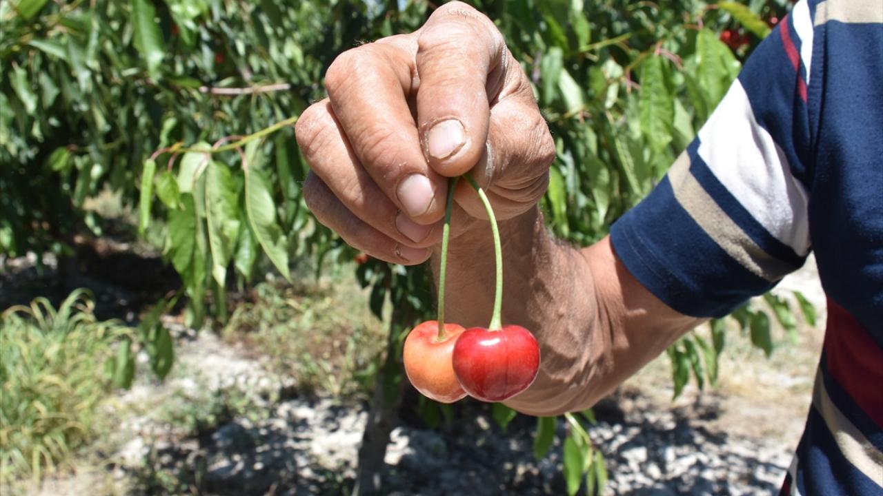 "Çok lezzetli, kaliteli kirazımız var"