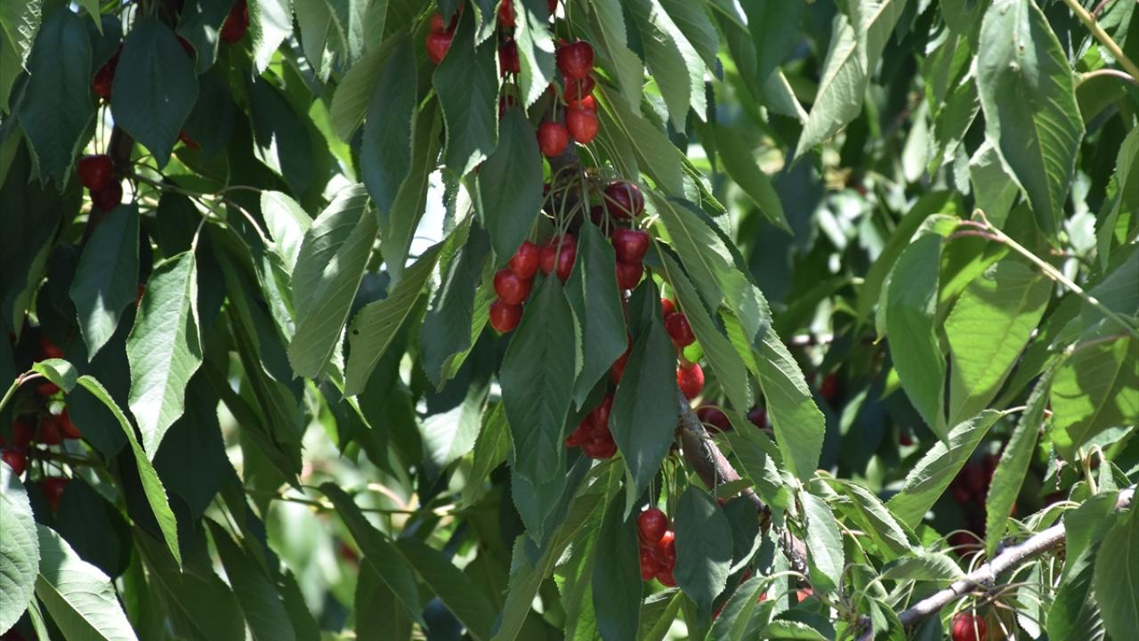 Kiraz üreticileri memnun