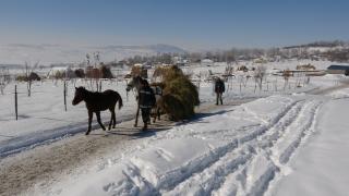 Atlı kızaklar Muş’taki besicilerin en büyük destekçisi