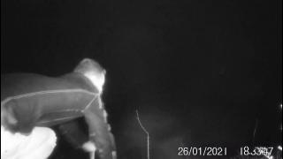 Kayısı ağaçlarını kesen komşu fotokapana yakalandı