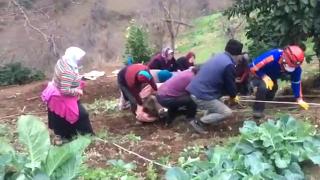 Uçuruma yuvarlanan ineği kurtarmak için seferber oldular