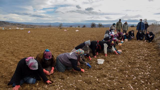 Kastamonunun "beyaz altın"ında ekim dönemi başladı