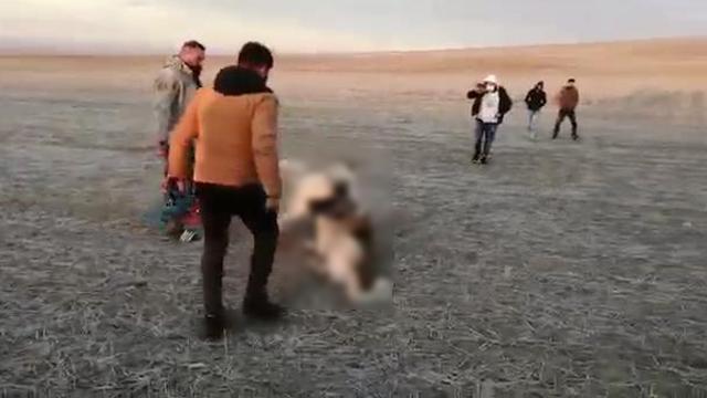 Konyada köpek dövüştüren 5 kişiye para cezası