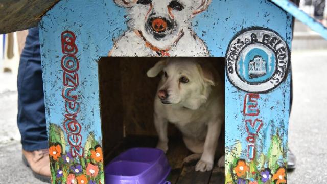 Vefalı köpek Boncuk için kulübe hazırlandı