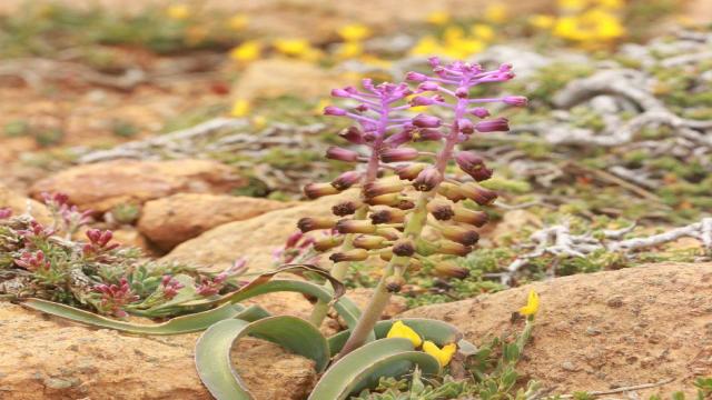 Yeni bir sümbül türü keşfedildi: Muğla sümbülü
