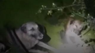 Su kanalına düşen 4 köpeği polis ve bekçiler kurtardı