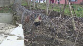 Tavuklar sebzelere zarar vermesin diye 40 metrelik tünel yaptı