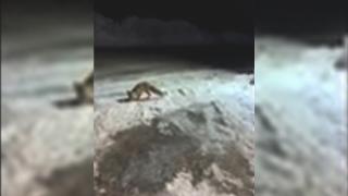 Aç tilkiyi eli ile besledi