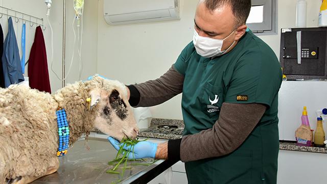 Bataklığa saplanan koyunu belediye ekipleri kurtardı