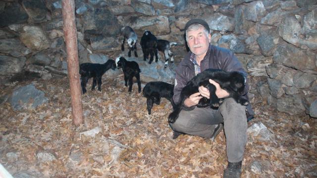 Mersinde Sarıkeçili Yörüklerin oğlak besleme telaşı başladı