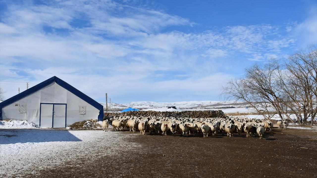 "Kuzular doğunca kendi çocuklarımız olmuş gibi seviniyoruz"