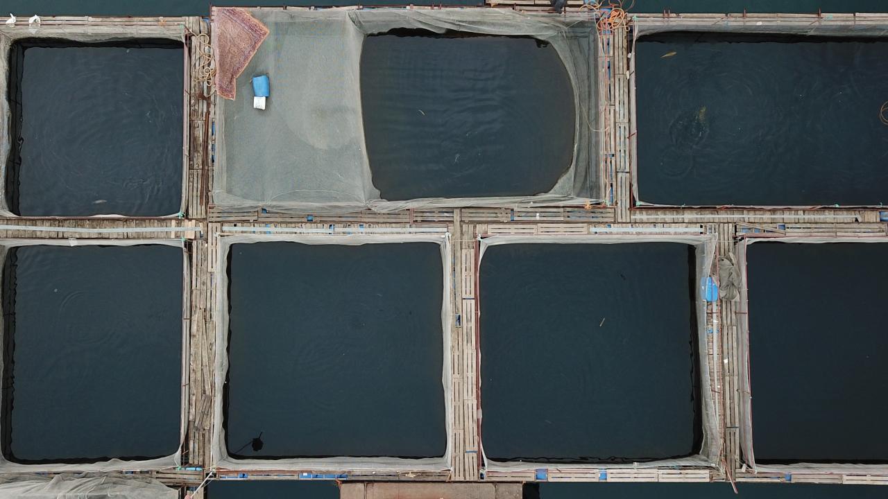 "Kahramanmaraş`ta yılın 12 ayı balık yetiştiriciliği var"