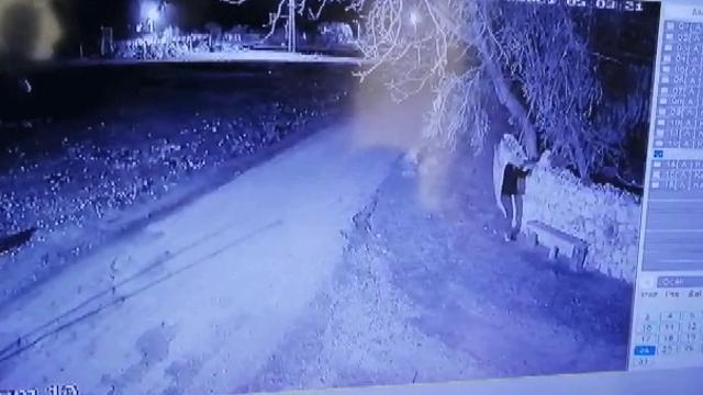 Buzağı hırsızları Gürcistana kaçarken yakalandı