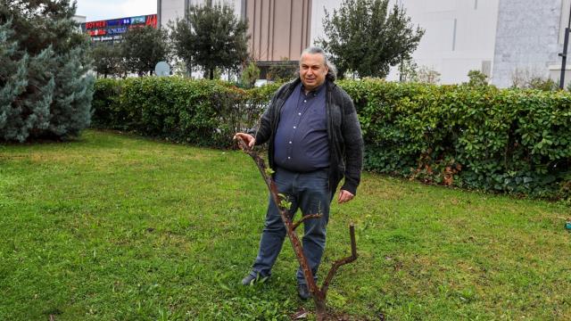 Giritli mübadiller hatıralarını limon ağacında yaşatıyor