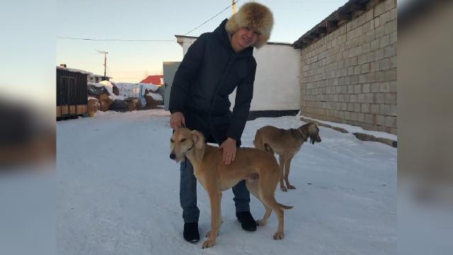 Kazakistanın av köpeği: Kumay Taz
