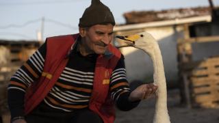 Kuğu ile postacının dostluğu 37 yıldır sürüyor