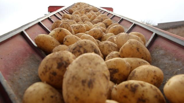 Patates üzerinde 9 milyon faydalı böcek üretilecek