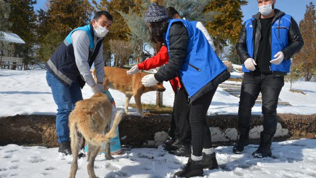 Malatyada sokağa çıkma kısıtlamasında sokak hayvanları unutulmadı