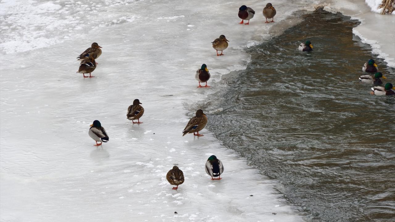 Öte yandan soğuk hava nedeniyle daha önce buzla kaplanan Kars Çayı`nın Kafkas Üniversitesi yerleşkesinden geçen bazı bölümlerinde ise sular akmaya devam ediyor. 
