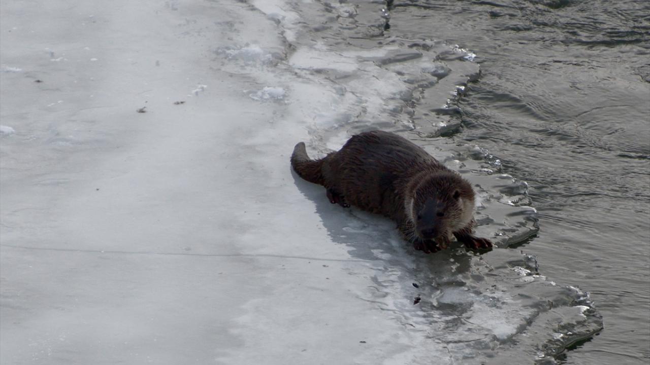 Su samurlarının çayda balıklarla beslenmesi, buz üzerinde gezmeleri ve ördeklerin toplu halde görülmesi fotoğraflık görüntüler oluşturdu. 