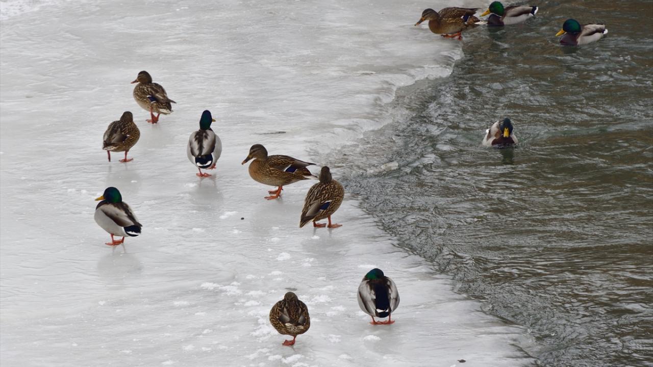 Bu sebeple Kars Çayı`nın donmayan sularını mesken tutan su samurları ve yeşil başlı ördekler, akan çayda yiyecek aradı.