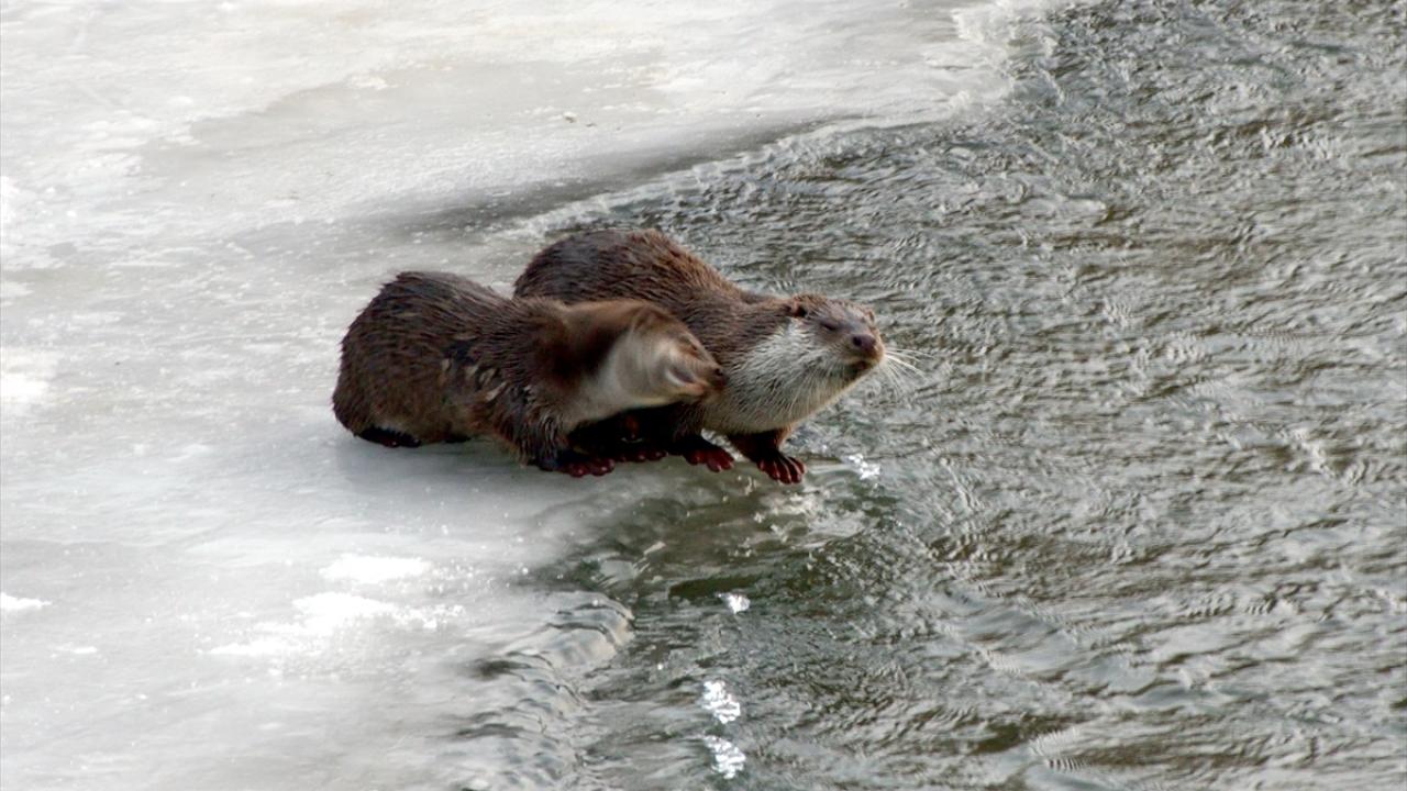 Türkiye`nin en yüksek yerleşim birimleri arasında yer alan Kars`ta soğuk hava ve kar yağışı etkisini sürdürüyor. 