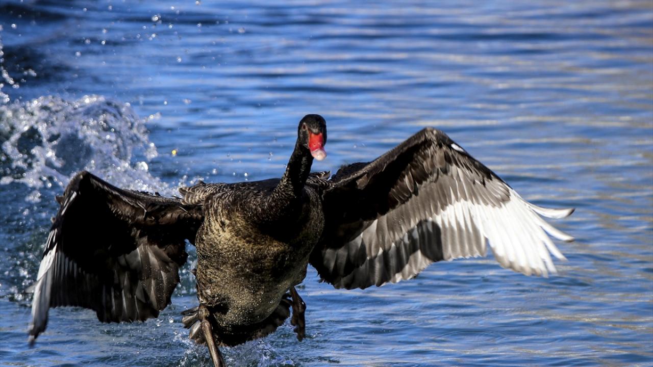 Kuğular, parkın ziyaretçilerinin ilgi odağı oluyor.