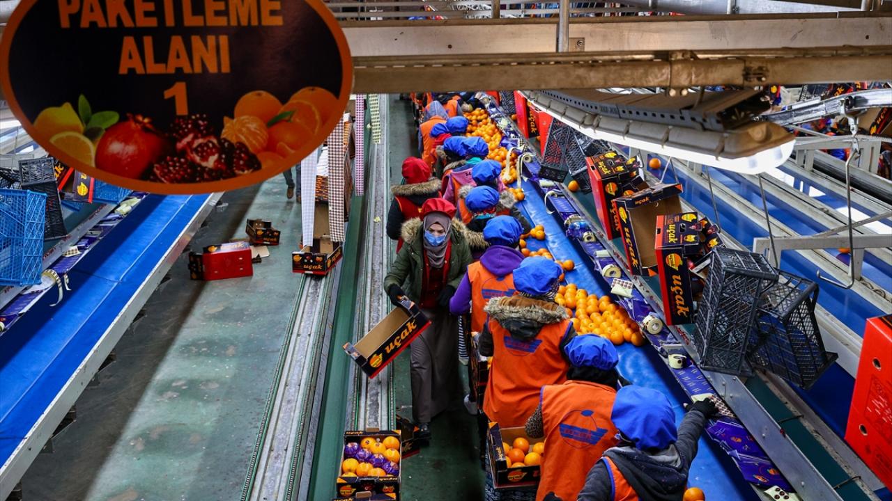 Geçen sezon portakal rekoltesinde düşüş yaşanmasına rağmen ihracat, Covid-19 salgını sürecinde oluşan talep nedeniyle değer bazında arttı.