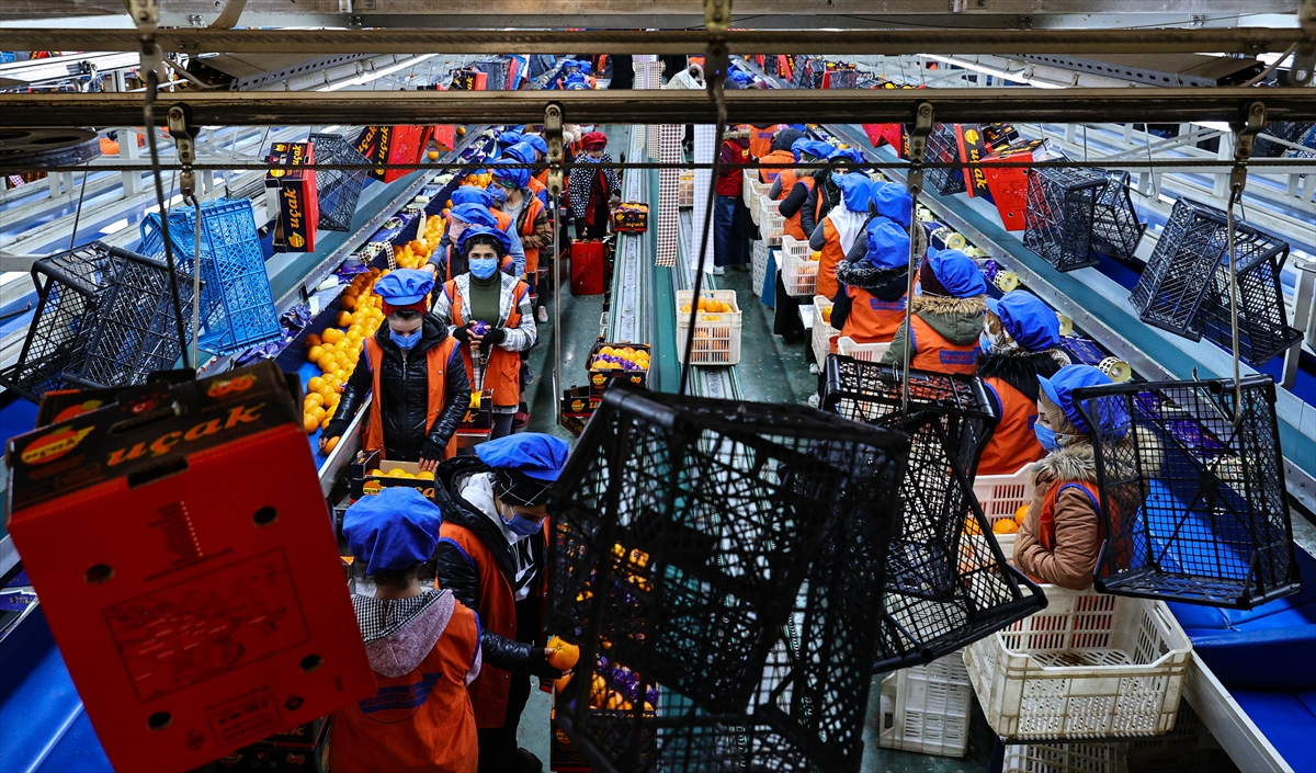 Geçen sene yaklaşık 60 ülkeye portakal gönderilirken rakam 2019`a göre yüzde 41 artarak 129 milyon dolara çıktı. 