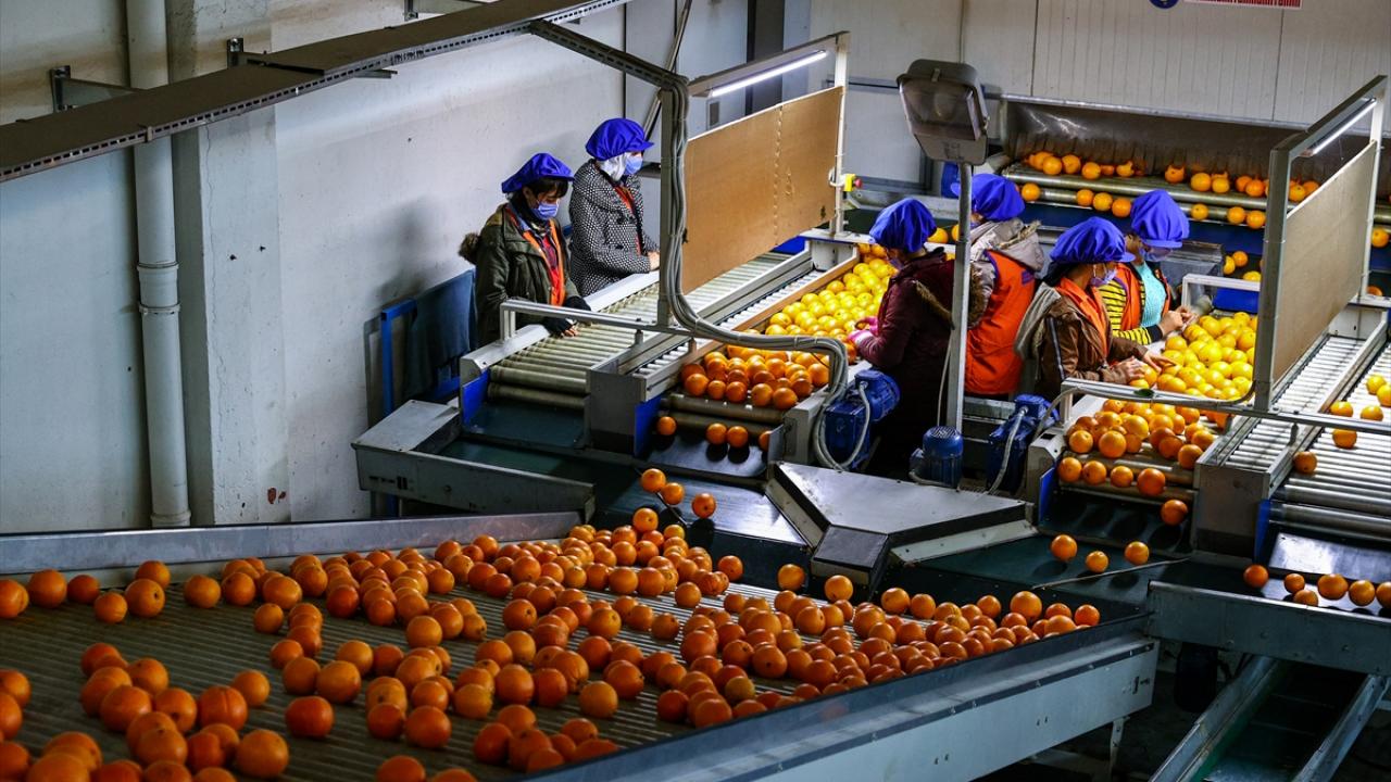 Portakal ihracatında yaş meyve sebzenin geleneksel pazarı Rusya, 63 milyon 482 bin dolarla ilk sırada yer aldı. 