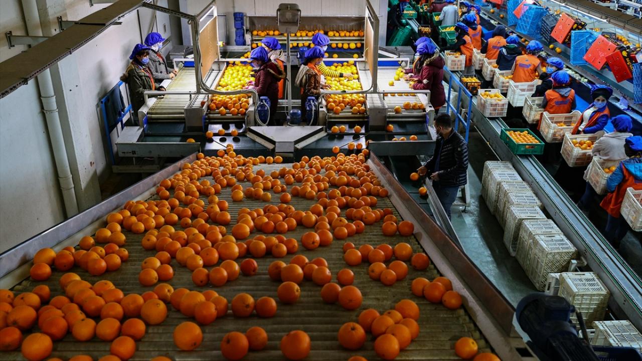 Ege Yaş Meyve Sebze İhracatçıları Birliği Başkanı Hayrettin Uçak, portakal ihracatında "yüzde 100 analiz zorunluluğuna" dair haberlerin çıktığını ancak böyle bir durumun olmadığını belirtti. 