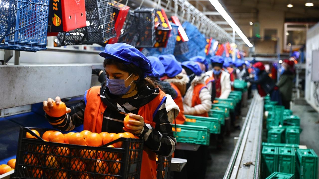 Uçak, bu yıl iklim şartlarında bir değişiklik olmazsa bunu 950 milyon doların üzerine çıkarmayı hedeflediklerini belirterek şöyle devam etti: