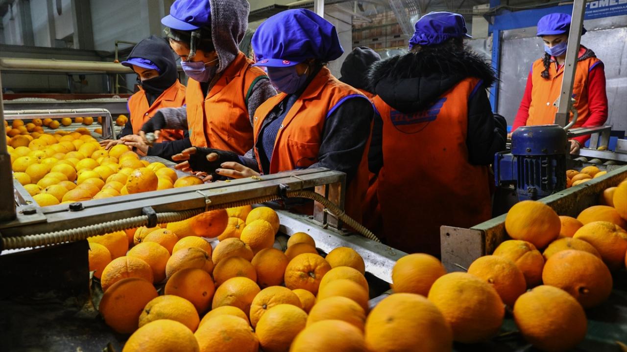 Uçak, portakalda bu yıl iç talebin de çok yüksek olduğunu sözlerine ekledi. 