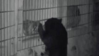 Bal kokusuna dayanamayan ayı çiftliğe girdi