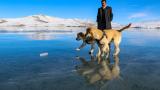 Balık Gölü'nün buzla kaplı yüzeyinde oyun oynayan köpekler izleyenleri gülümsetti