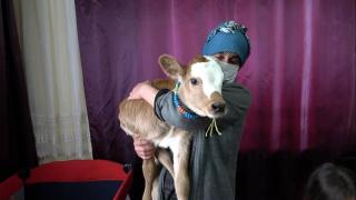 ‘Yaşamaz' denilen buzağıyı beşiğe yatırıp, biberonla besliyor