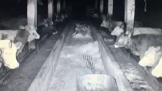 İneklerin deprem anındaki tepkisi kamerada