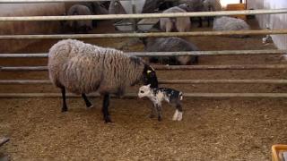 Romanov cinsi koyun sezaryen ile dördüz doğurdu