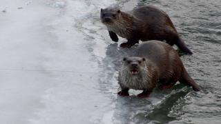 Kars Çayı'nda yiyecek arayan su samurları görüntülendi