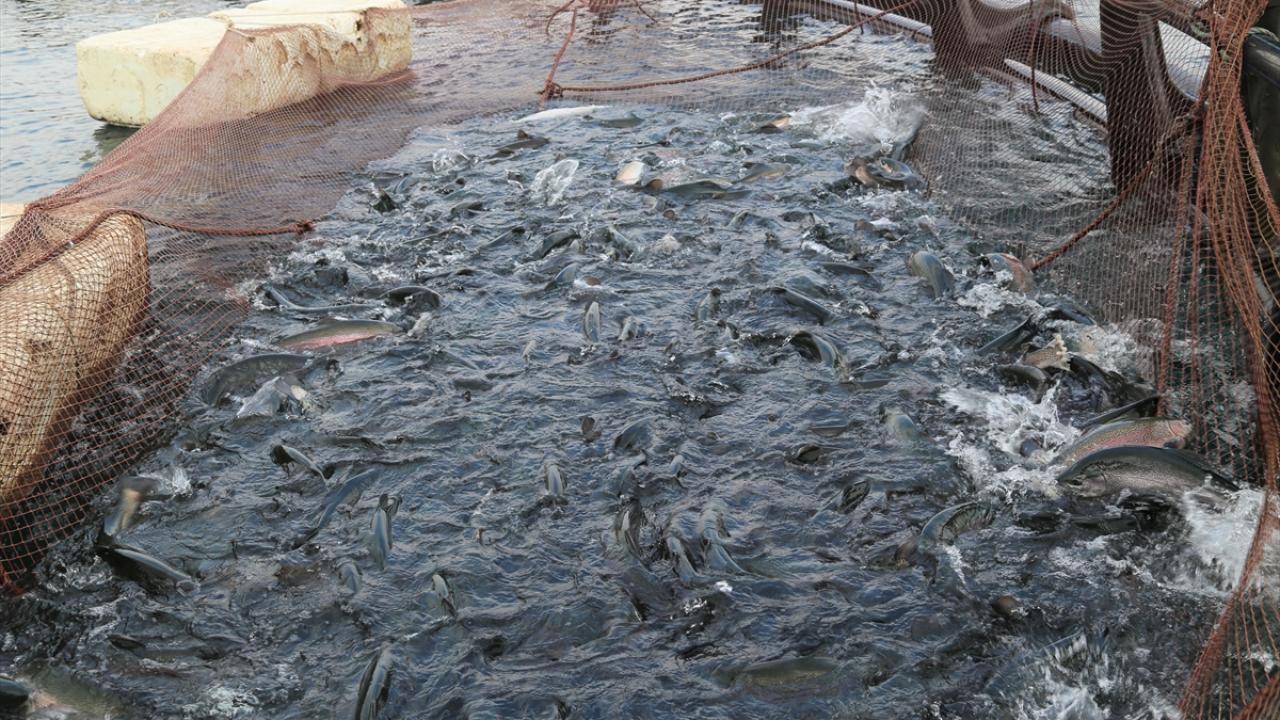 Alabalık ve balık yumurtasına yurt dışından yoğun talep var