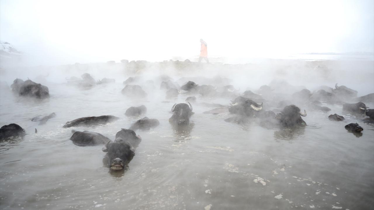 "Çok soğuk günlerde hayvanları getirmiyoruz"