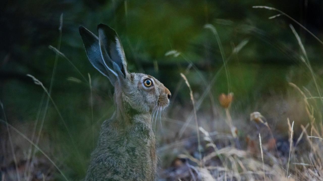 "Bu hayvanların hepsi birer milli hazine"