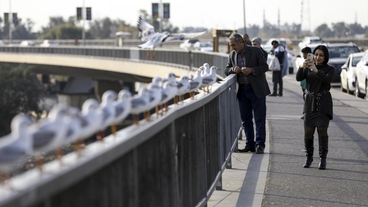 Sekiz yıldır hem martıların doymasını hem de avlanmamasını sağlıyor