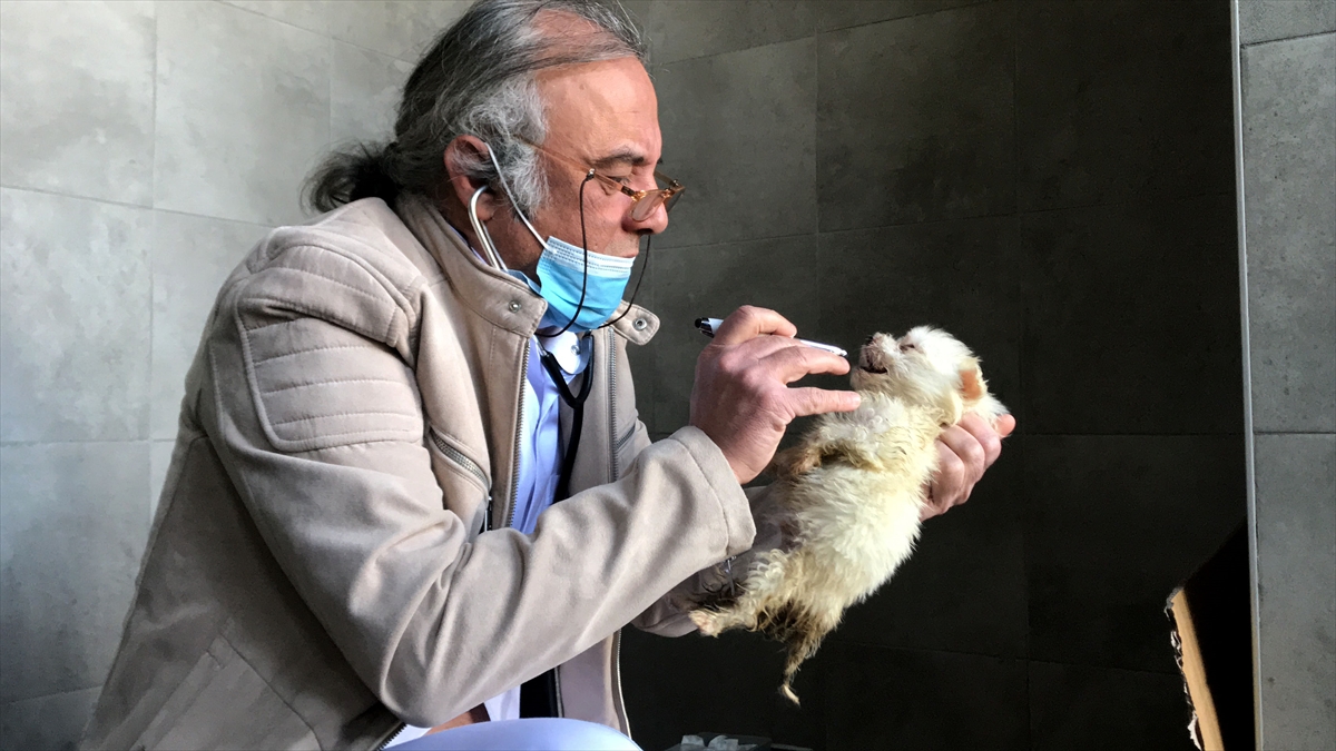 Ticaret Bakanlığı Köpek Eğitim Merkezine gönderilecek