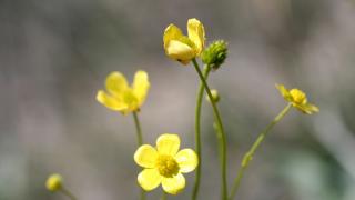 Tuz Gölü havzasında yeni bitki türü keşfedildi: Acı düğün çiçeği